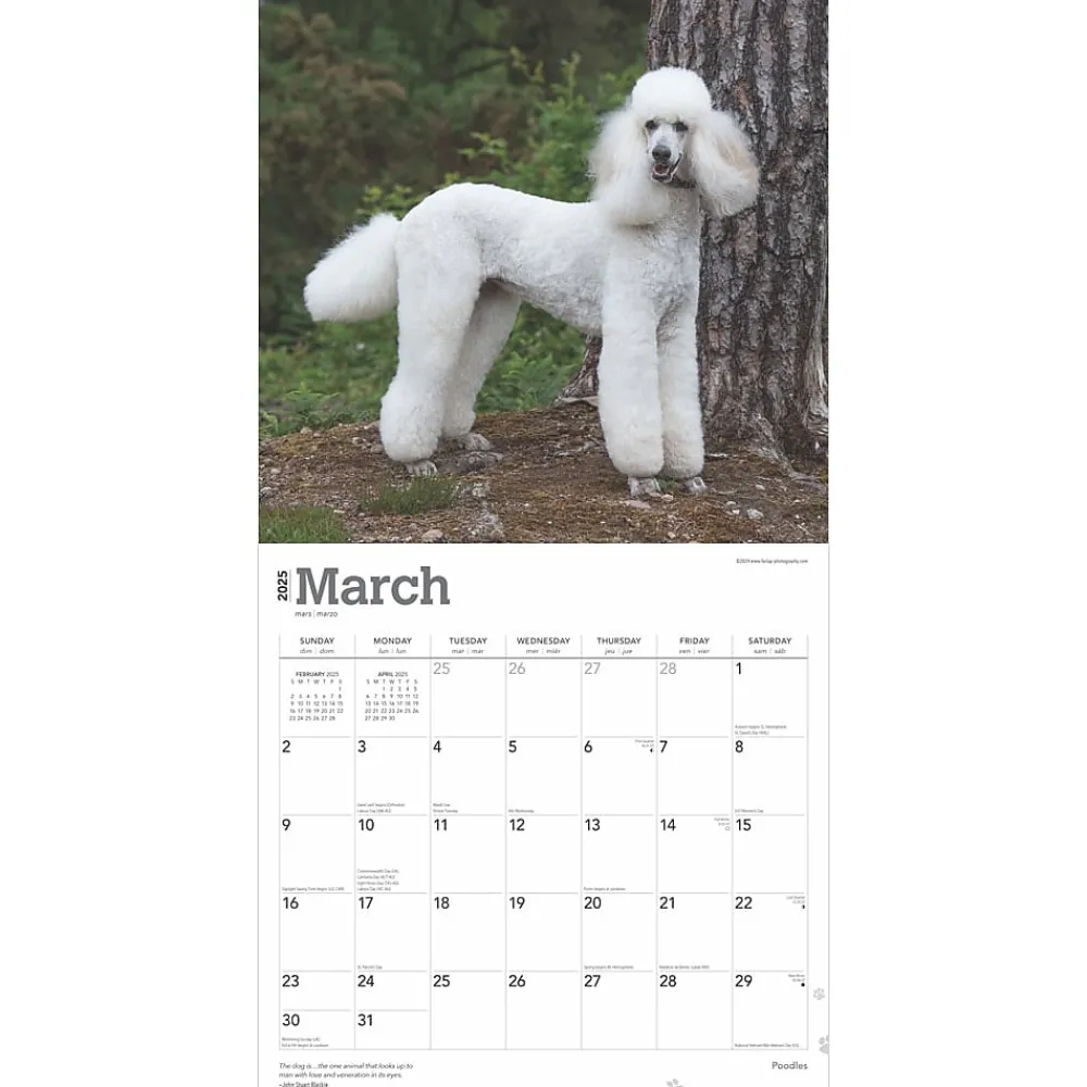 2025 Calendars|BrownTrout 2025 Poodles 12" x 12" Monthly Wall Calendar (9781975477547)