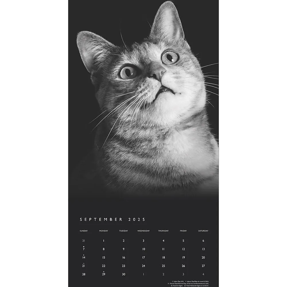 2025 Calendars|BrownTrout 2025 Portrait Series: The Regal Cat 12" x 12" Monthly Wall Calendar (9781975476809)