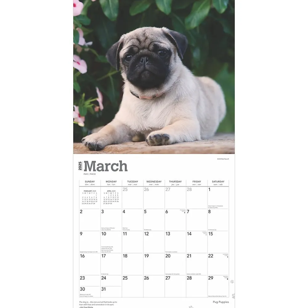2025 Calendars|BrownTrout 2025 Pug Puppies 12" x 12" Monthly Wall Calendar (9781975477561)