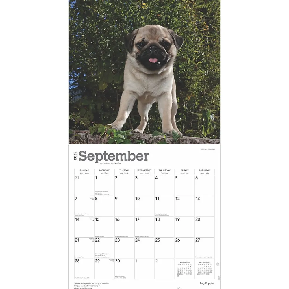 2025 Calendars|BrownTrout 2025 Pug Puppies 12" x 12" Monthly Wall Calendar (9781975477561)