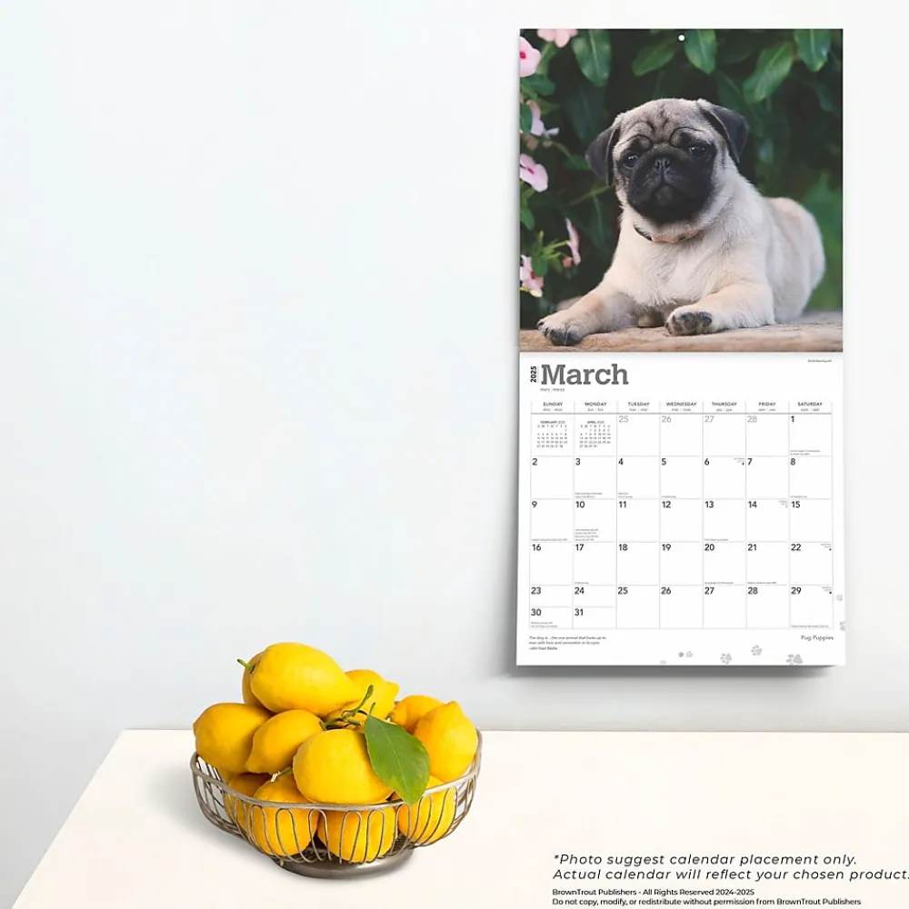 2025 Calendars|BrownTrout 2025 Pug Puppies 12" x 12" Monthly Wall Calendar (9781975477561)