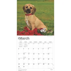 2025 Calendars|BrownTrout 2025 Puggles 12