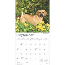2025 Calendars|BrownTrout 2025 Puggles 12