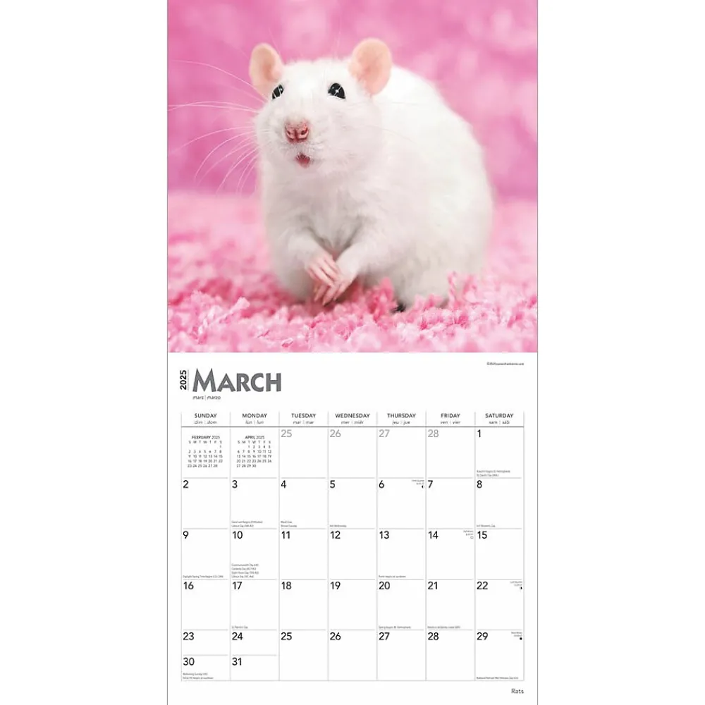 2025 Calendars|BrownTrout 2025 Rats 12" x 12" Monthly Wall Calendar (9781975477615)
