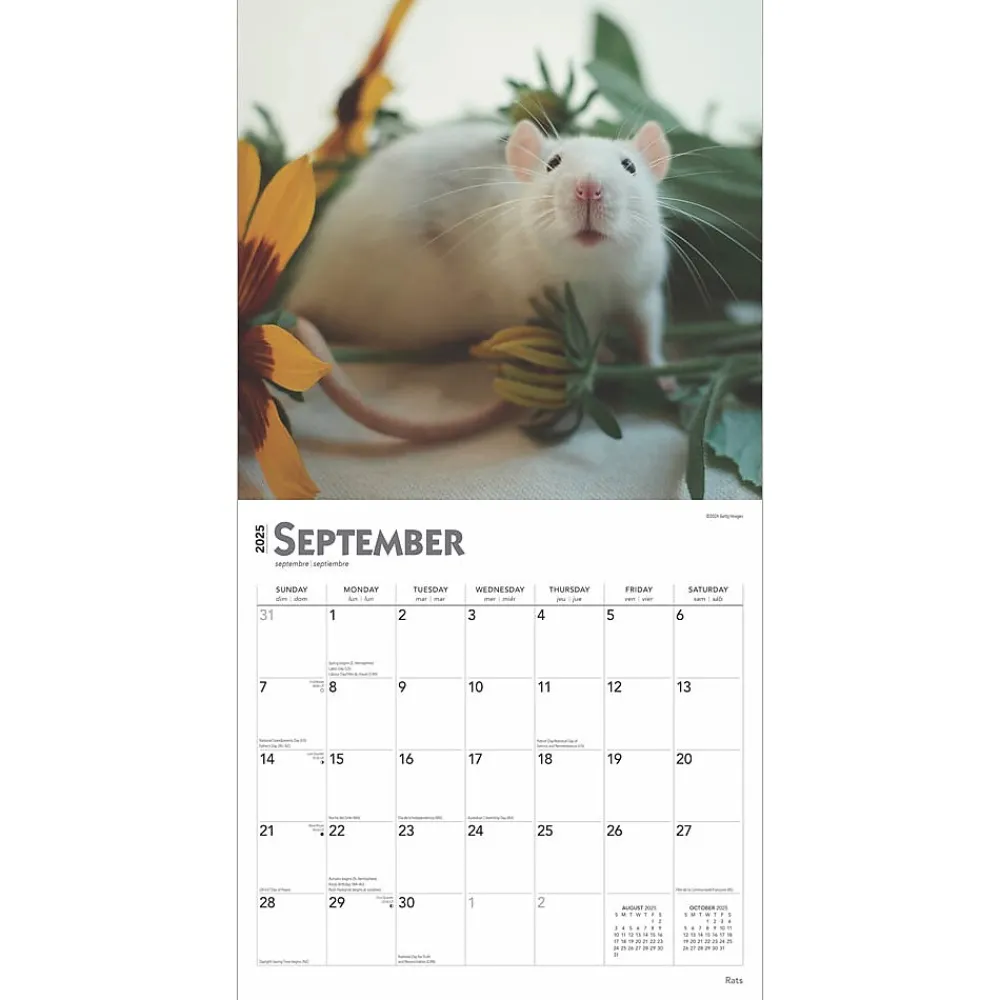 2025 Calendars|BrownTrout 2025 Rats 12" x 12" Monthly Wall Calendar (9781975477615)