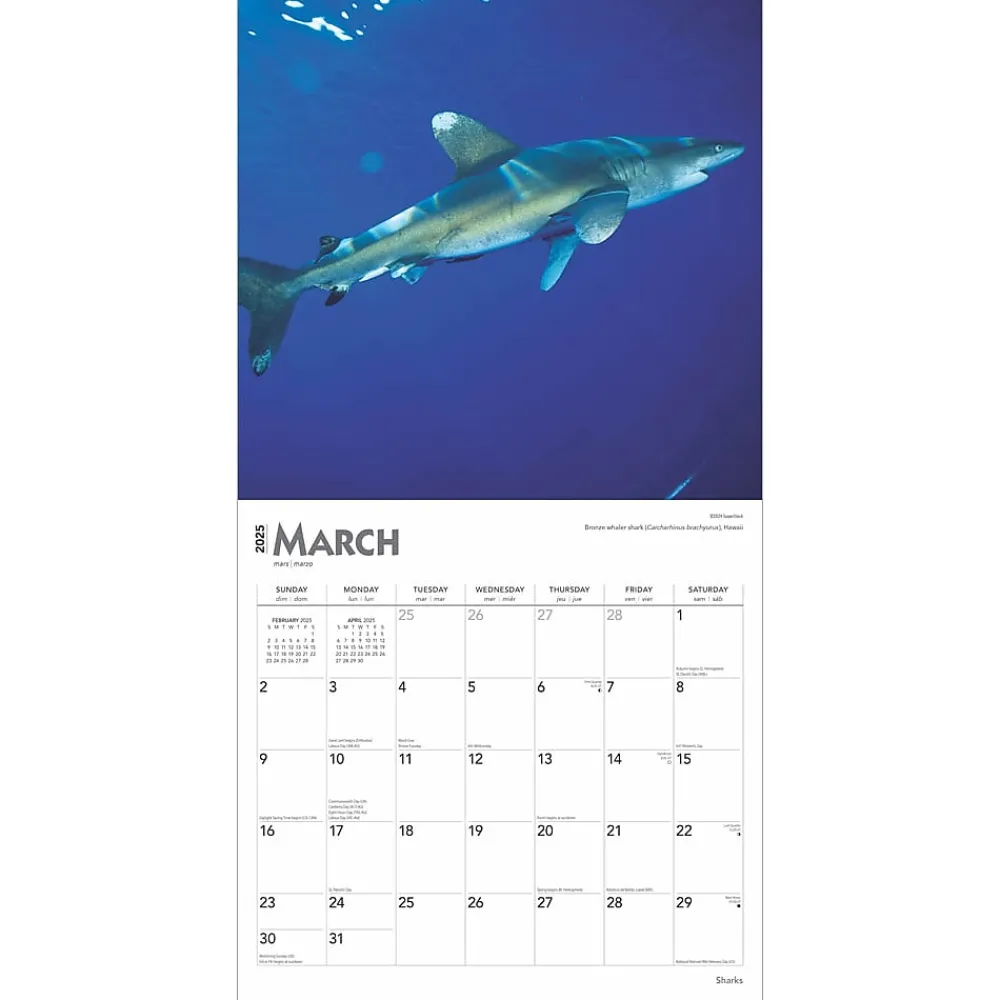 2025 Calendars|BrownTrout 2025 Sharks 12" x 12" Monthly Square Wall Calendar (9781975475697)
