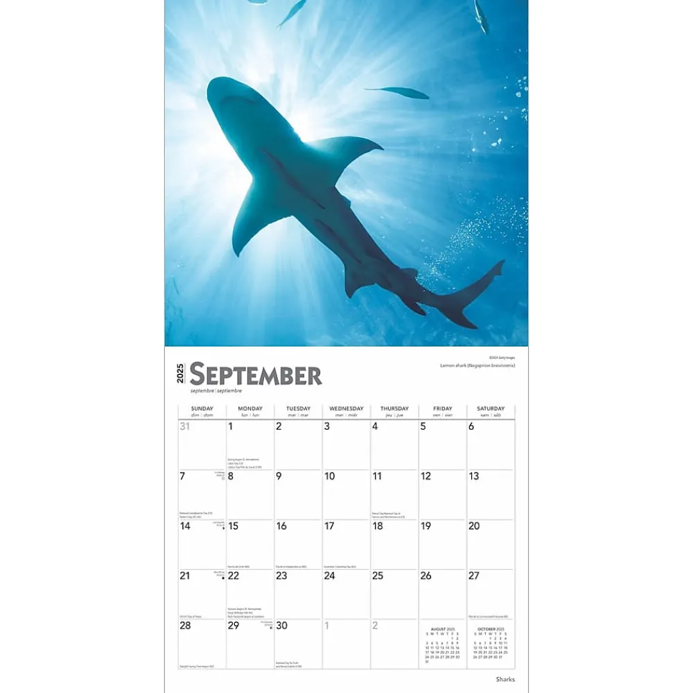 2025 Calendars|BrownTrout 2025 Sharks 12" x 12" Monthly Square Wall Calendar (9781975475697)