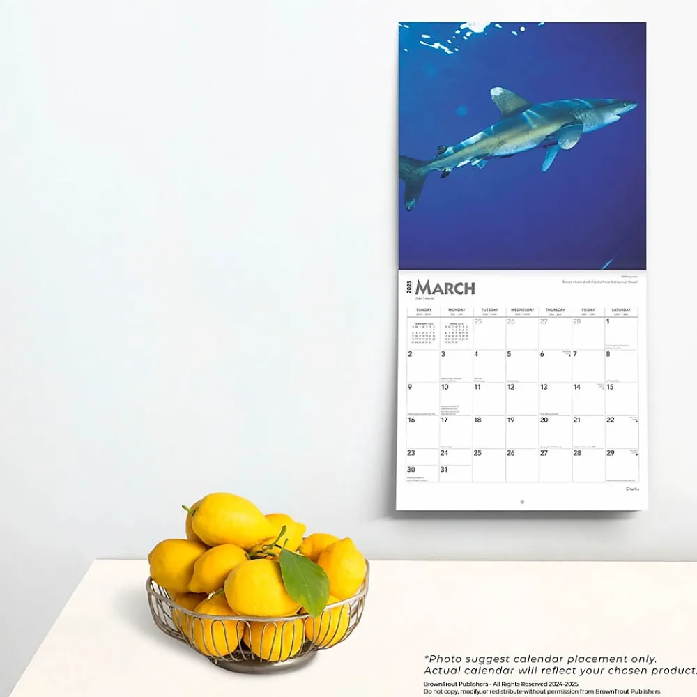 2025 Calendars|BrownTrout 2025 Sharks 12" x 12" Monthly Square Wall Calendar (9781975475697)
