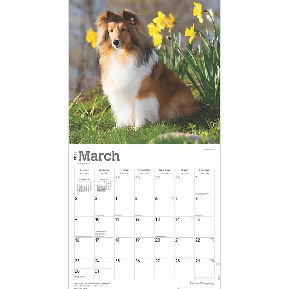 2025 Calendars|BrownTrout 2025 Shetland Sheepdogs 12" x 24" Monthly Square Wall Calendar, (9781975477721)