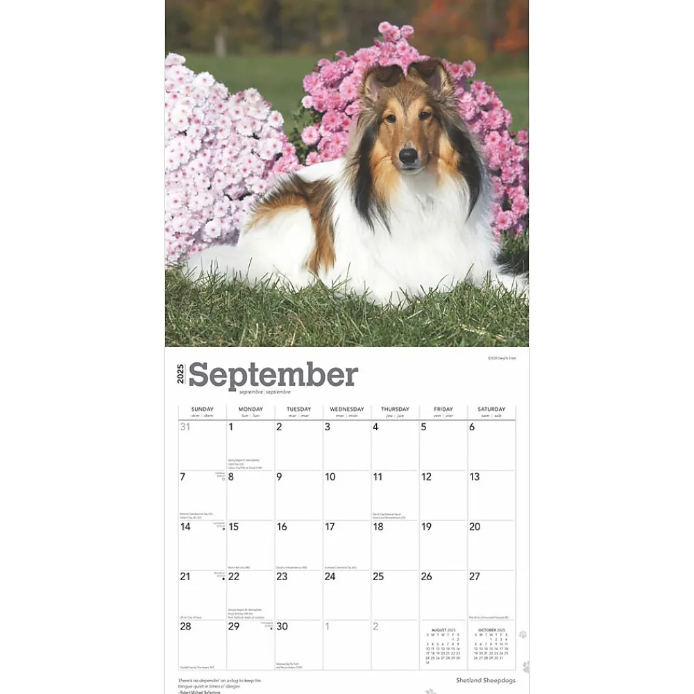 2025 Calendars|BrownTrout 2025 Shetland Sheepdogs 12" x 24" Monthly Square Wall Calendar, (9781975477721)