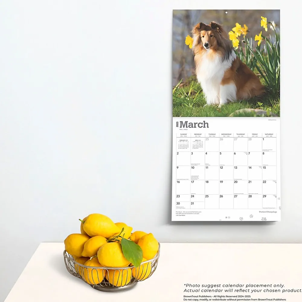 2025 Calendars|BrownTrout 2025 Shetland Sheepdogs 12" x 24" Monthly Square Wall Calendar, (9781975477721)