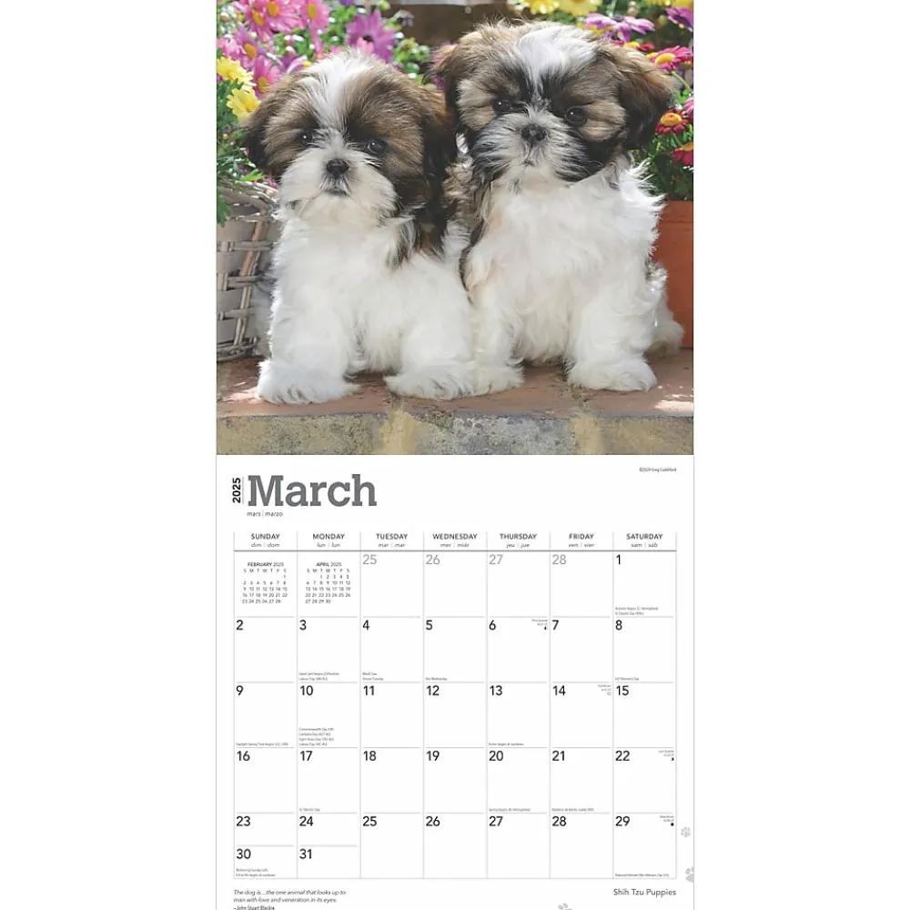 2025 Calendars|BrownTrout 2025 Shih Tzu Puppies 12" x 24" Monthly Square Wall Calendar, (9781975477752)