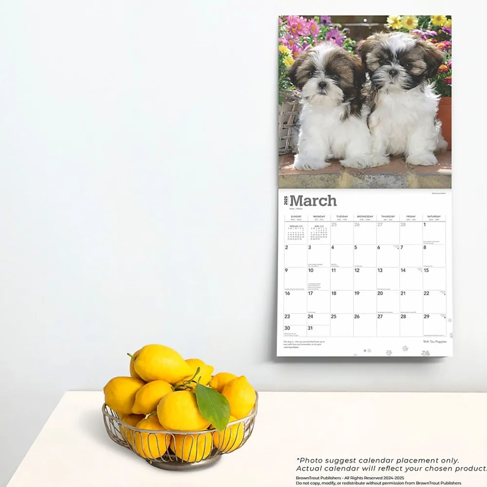 2025 Calendars|BrownTrout 2025 Shih Tzu Puppies 12" x 24" Monthly Square Wall Calendar, (9781975477752)