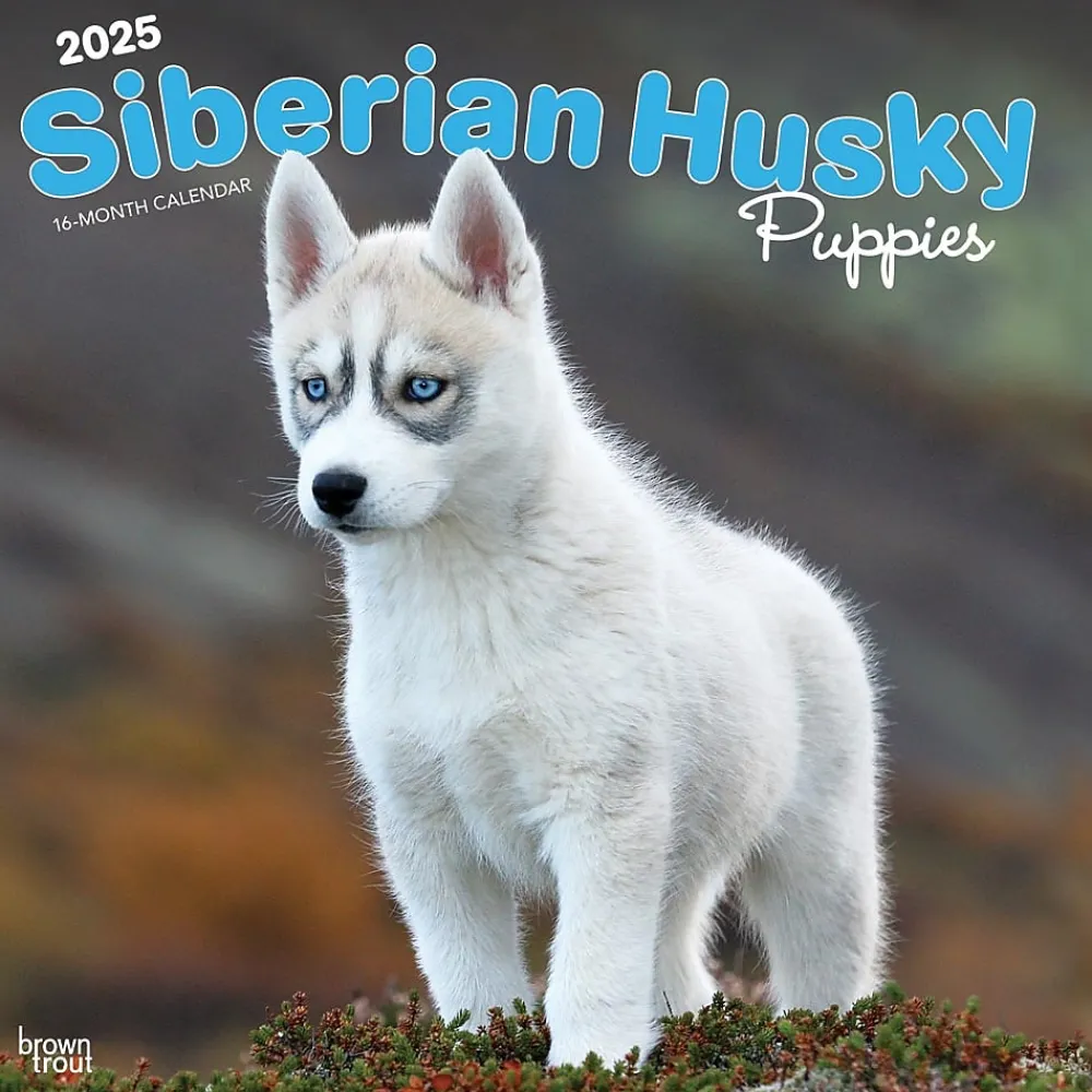 2025 Calendars|BrownTrout 2025 Siberian Husky Puppies 12" x 12" Monthly Wall Calendar (9781975477783)