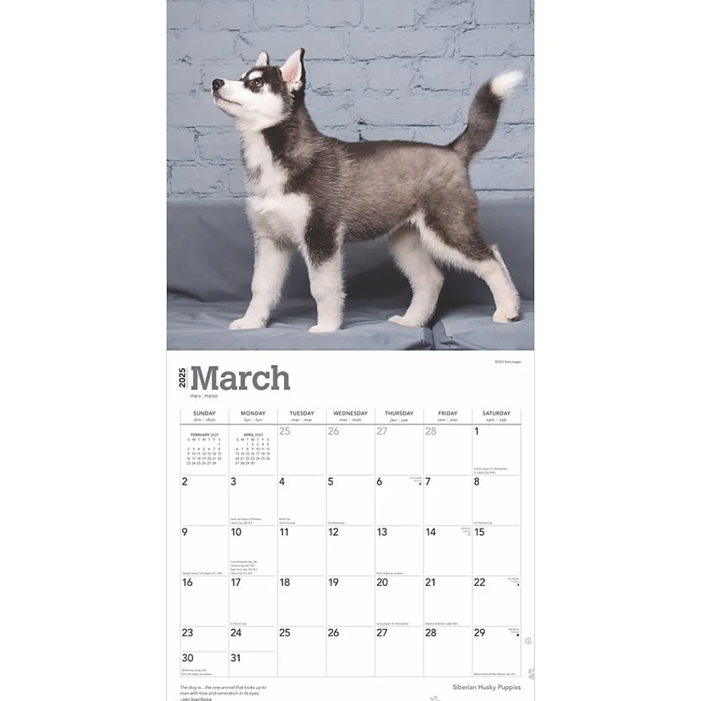 2025 Calendars|BrownTrout 2025 Siberian Husky Puppies 12" x 12" Monthly Wall Calendar (9781975477783)