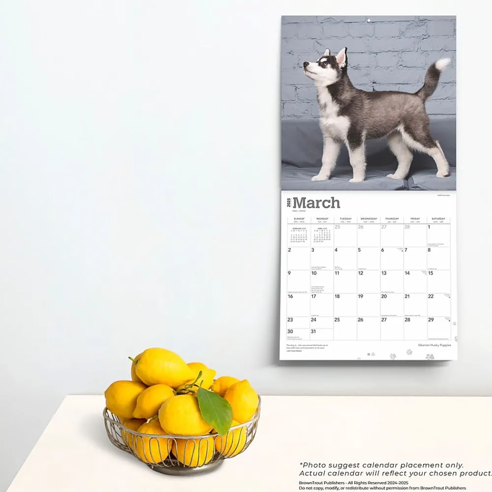 2025 Calendars|BrownTrout 2025 Siberian Husky Puppies 12" x 12" Monthly Wall Calendar (9781975477783)