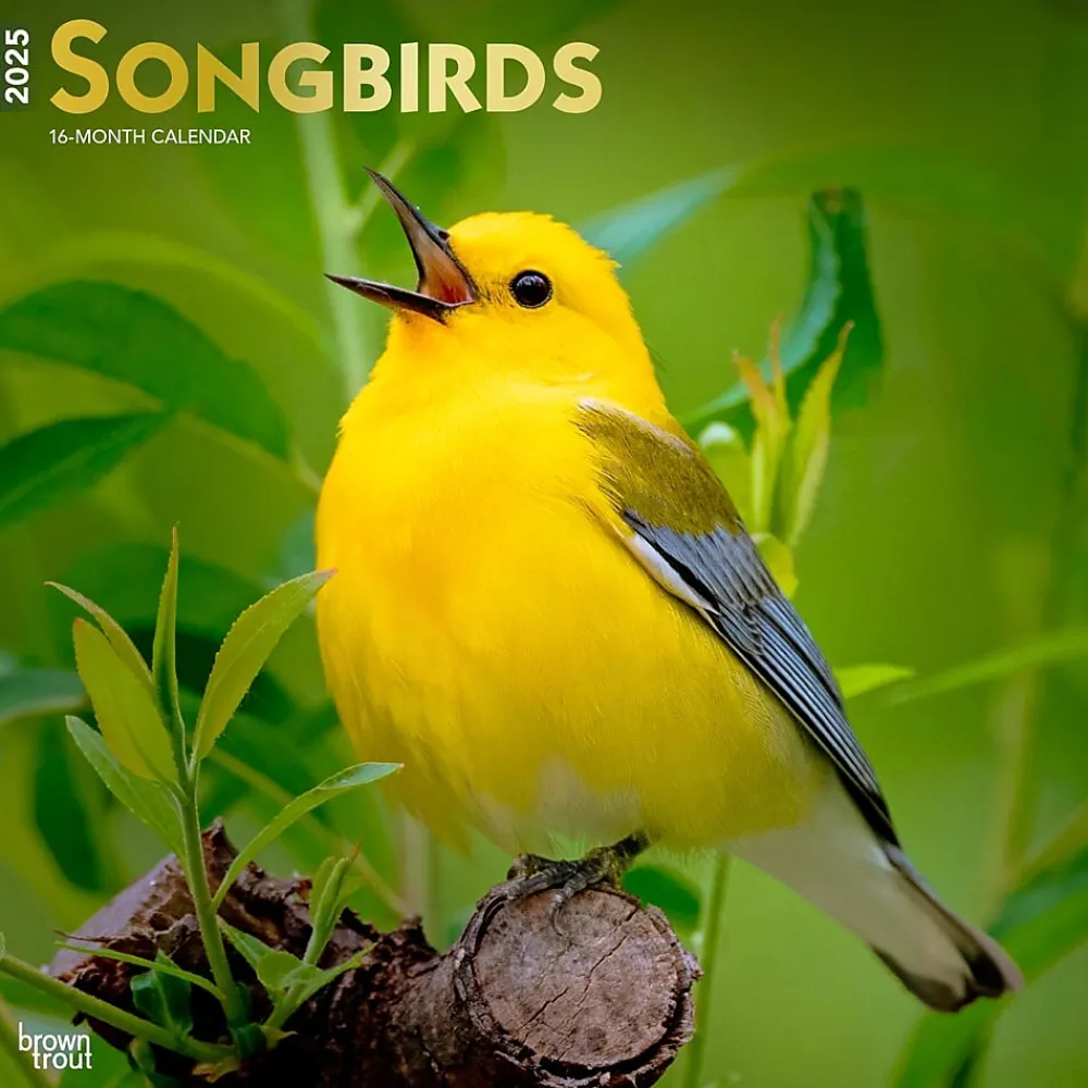 2025 Calendars|BrownTrout 2025 Songbirds 12" x 12" Monthly Square Wall Calendar (9781975477806)
