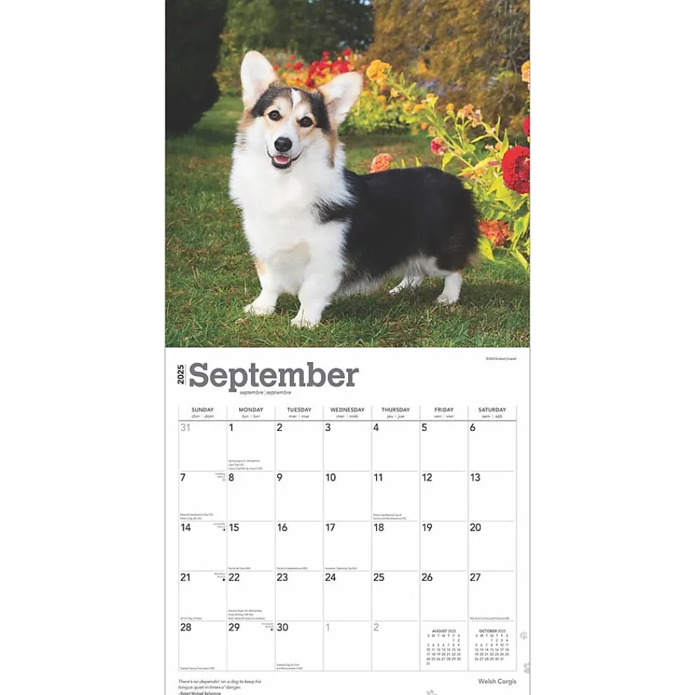 2025 Calendars|BrownTrout 2025 Welsh Corgis 12" x 12" Monthly Wall Calendar (9781975477950)