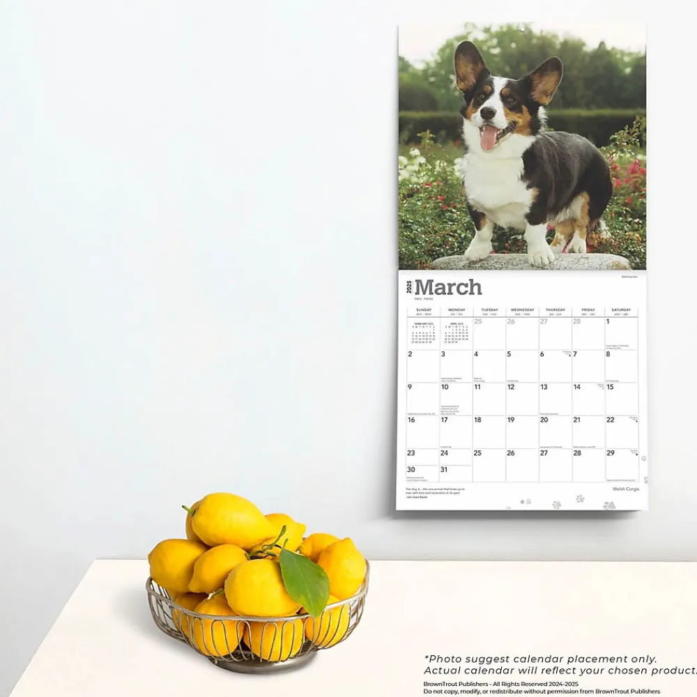 2025 Calendars|BrownTrout 2025 Welsh Corgis 12" x 12" Monthly Wall Calendar (9781975477950)