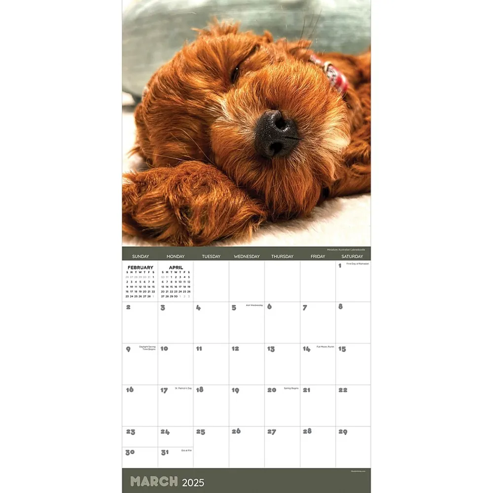 2025 Calendars|TF Publishing 2025 12" x 12" Dog Dreams Wall Calendar (25-1010)