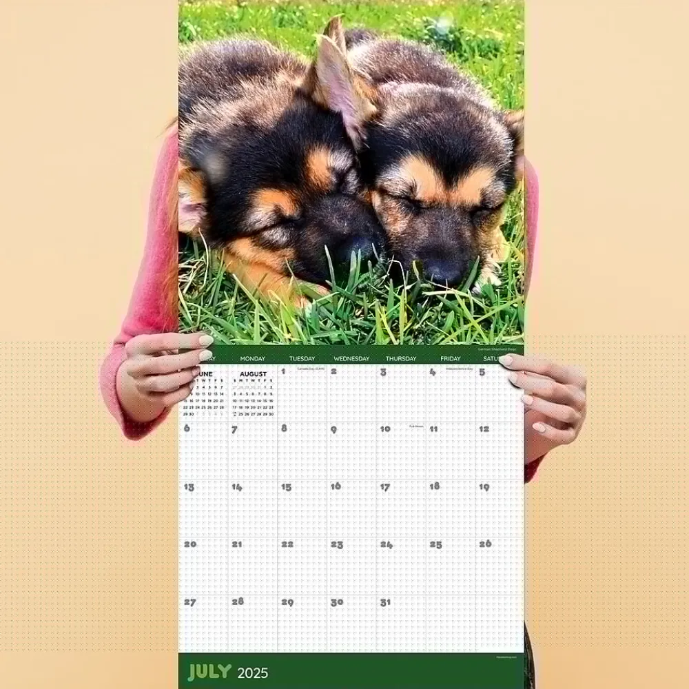 2025 Calendars|TF Publishing 2025 12" x 12" Dog Dreams Wall Calendar (25-1010)