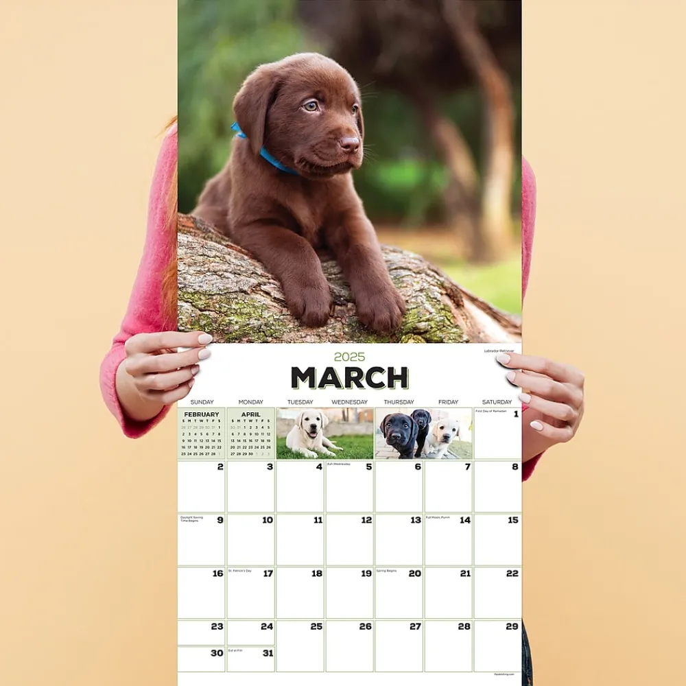 2025 Calendars|TF Publishing 2025 Puppies 12" x 12" Monthly Wall Calendar (25-1025)