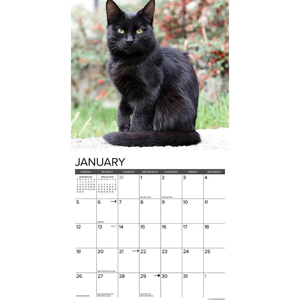2025 Calendars|Willow Creek 2025 Black Cats 12" x 12" Monthly Wall Calendar (41833)