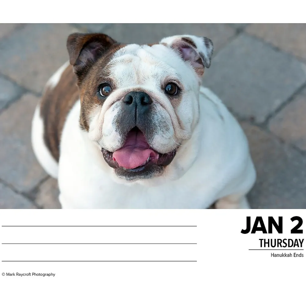 2025 Calendars|Willow Creek 2025 Bulldogs 6" x 5.5" Day-to-Day Calendar, Multicolor (40706)