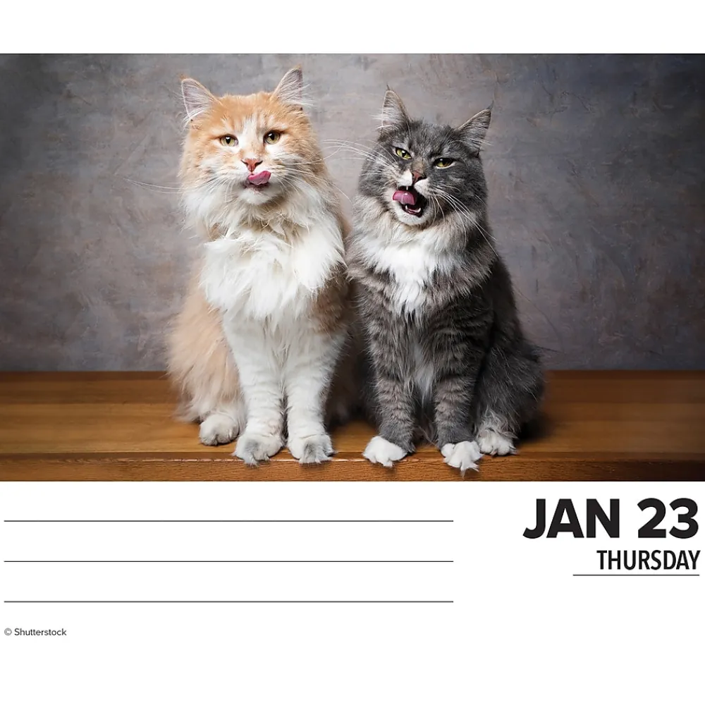 2025 Calendars|Willow Creek 2025 Cats 6" x 5.5" Day-to-Day Calendar, Multicolor (40720)