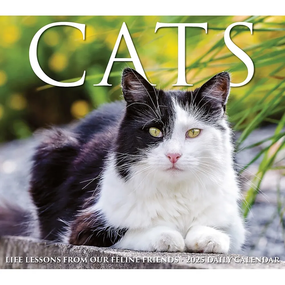 2025 Calendars|Willow Creek 2025 Cats 6" x 5.5" Day-to-Day Calendar, Multicolor (40720)
