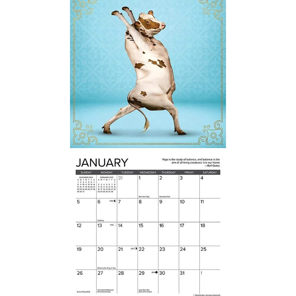 2025 Calendars|Willow Creek 2025 Cow Yoga 7" x 7" Monthly Wall Calendar (45725)