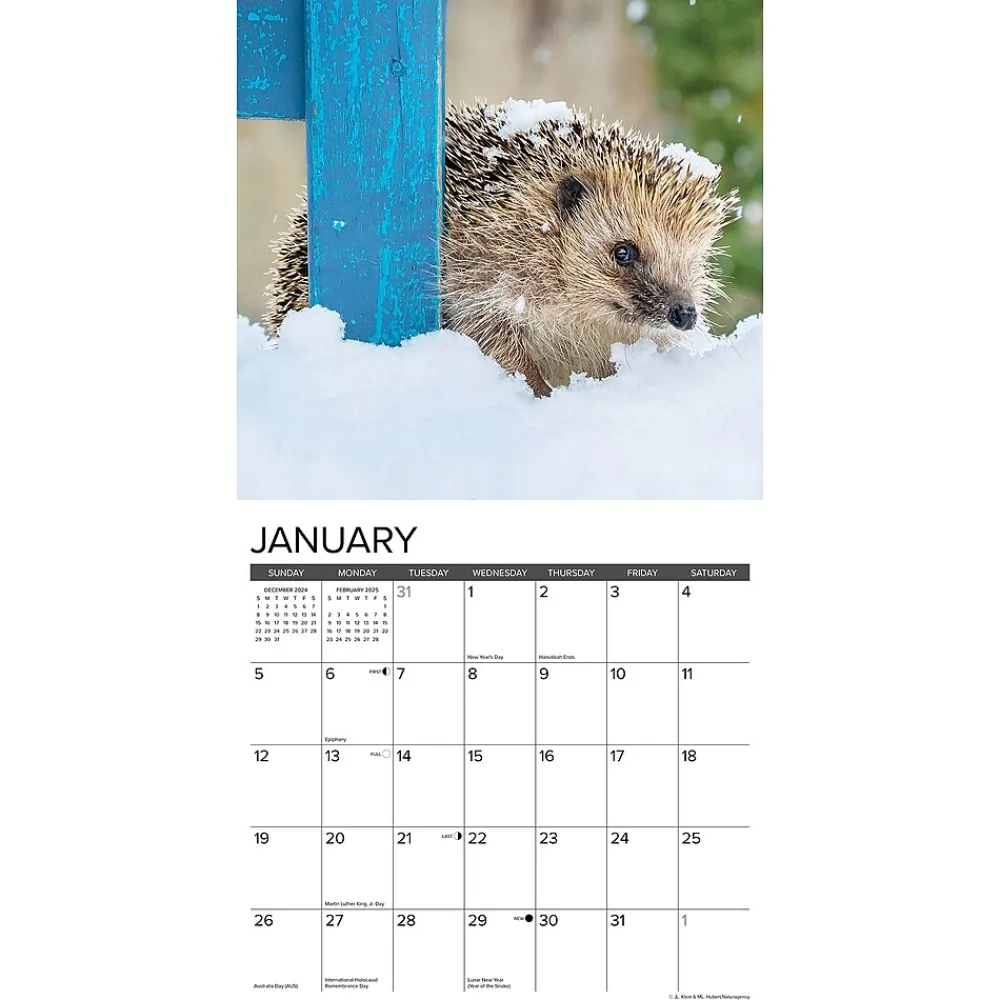 2025 Calendars|Willow Creek 2025 Hedgehogs 12" x 12" Monthly Wall Calendar (43332)