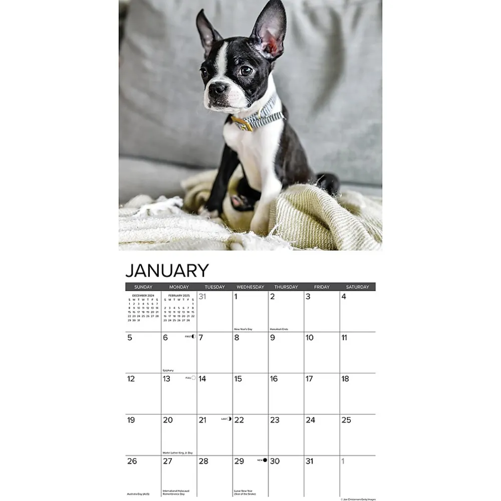 2025 Calendars|Willow Creek 2025 Just Boston Terrier Puppies 12" x 12" Monthly Wall Calendar, Multicolor (41918)