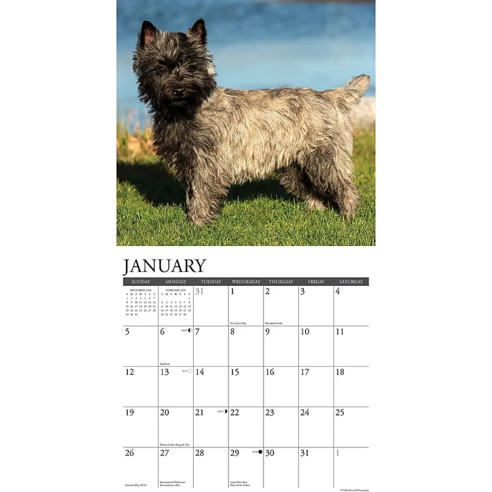 2025 Calendars|Willow Creek 2025 Just Cairn Terriers 12" x 12" Monthly Wall Calendar (42083)
