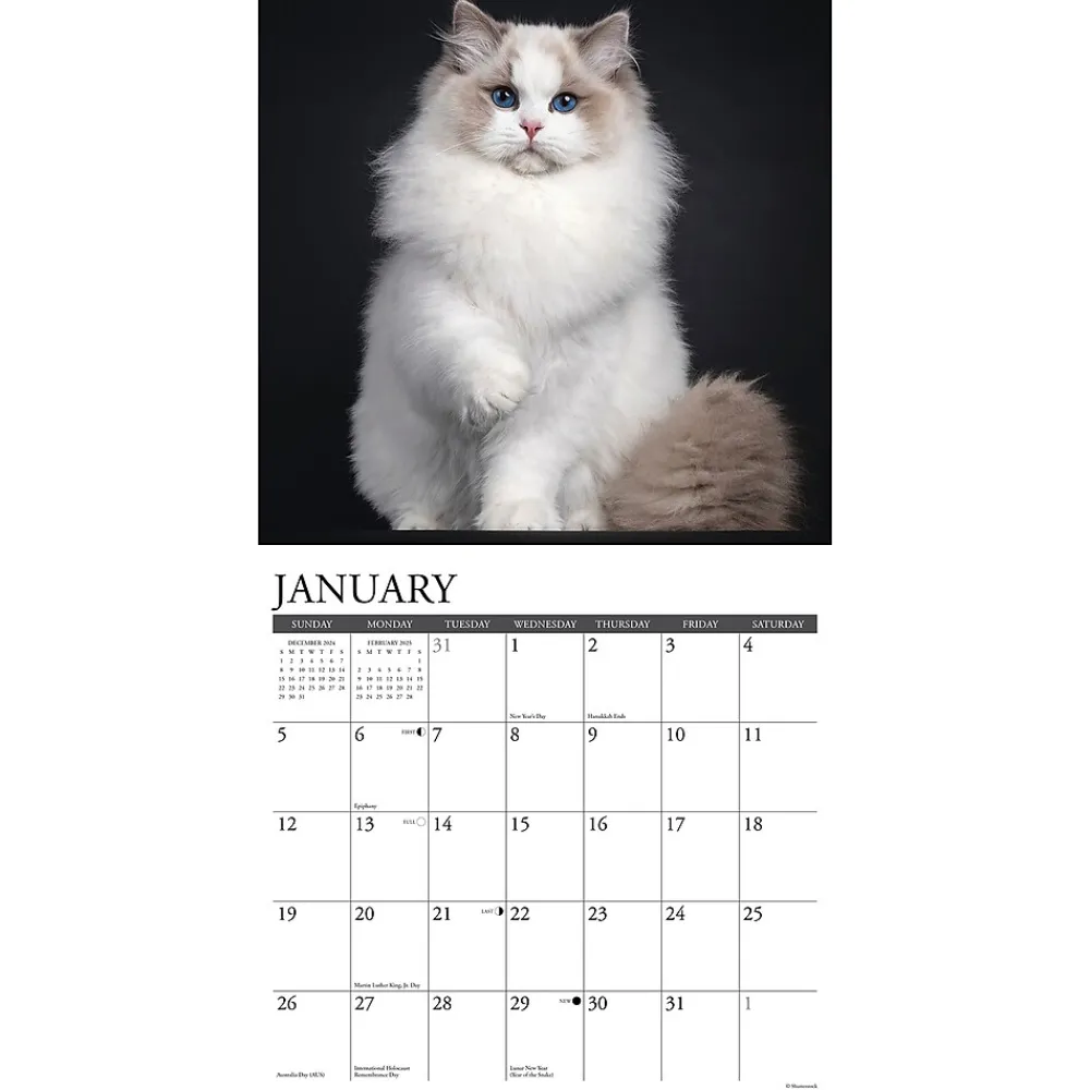 2025 Calendars|Willow Creek 2025 Just Cats 12" x 12" Monthly Wall Calendar (42236)