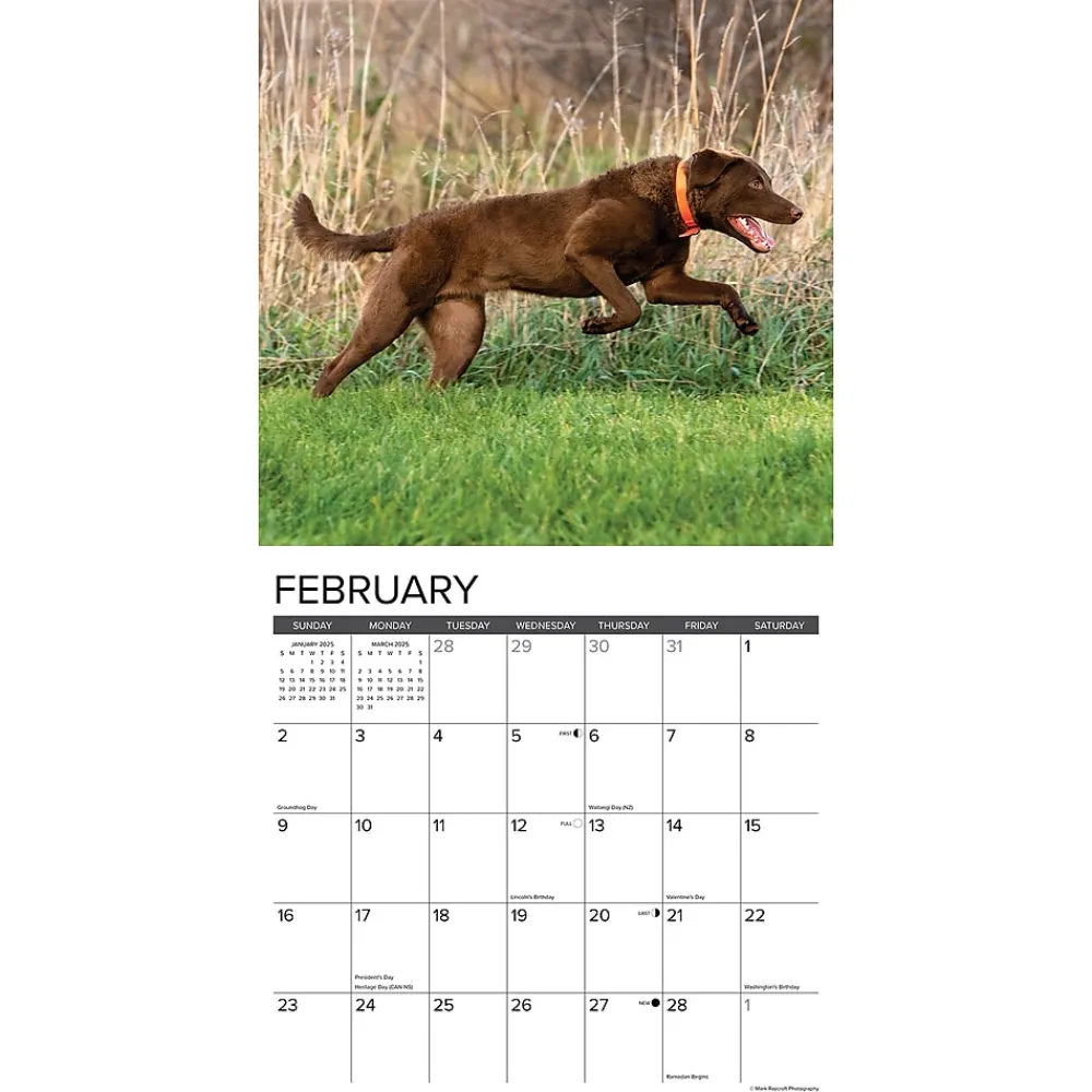 2025 Calendars|Willow Creek 2025 Just Chesapeake Bay Retrievers 12" x 12" Monthly Wall Calendar (42281)