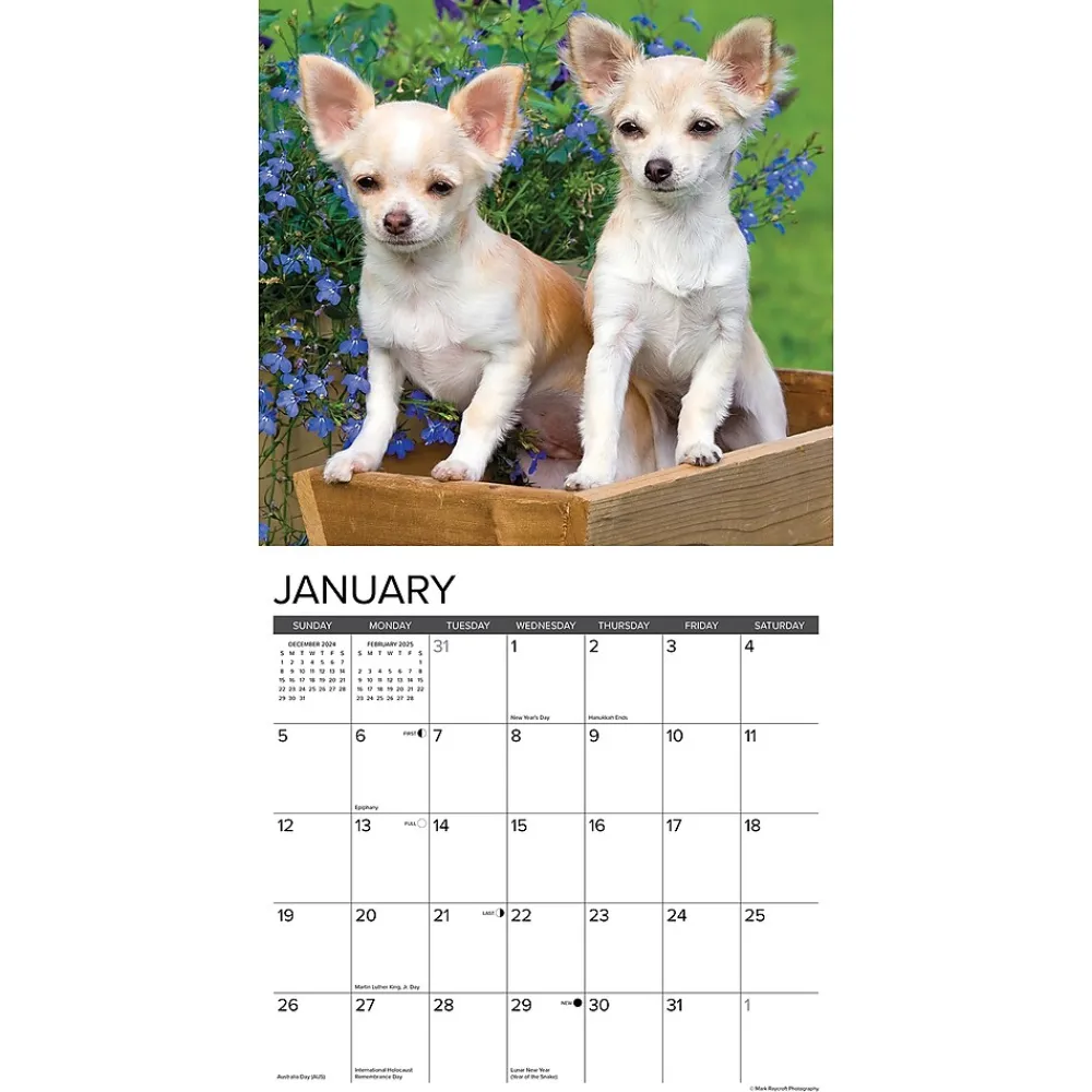 2025 Calendars|Willow Creek 2025 Just Chihuahua Puppies 12" x 12" Monthly Wall Calendar (42304)