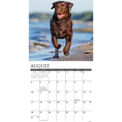 2025 Calendars|Willow Creek 2025 Just Chocolate Labs 12