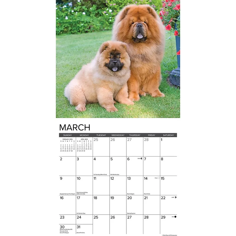 2025 Calendars|Willow Creek 2025 Just Chow Chows 12" x 12" Monthly Wall Calendar (42380)