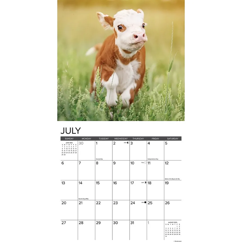 2025 Calendars|Willow Creek 2025 Just Cows 12" x 12" Monthly Wall Calendar (42625)