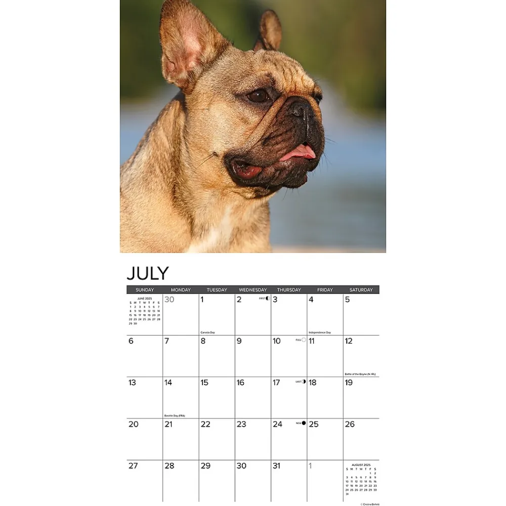 2025 Calendars|Willow Creek 2025 Just French Bulldogs 12" x 12" Monthly Wall Calendar (42953)