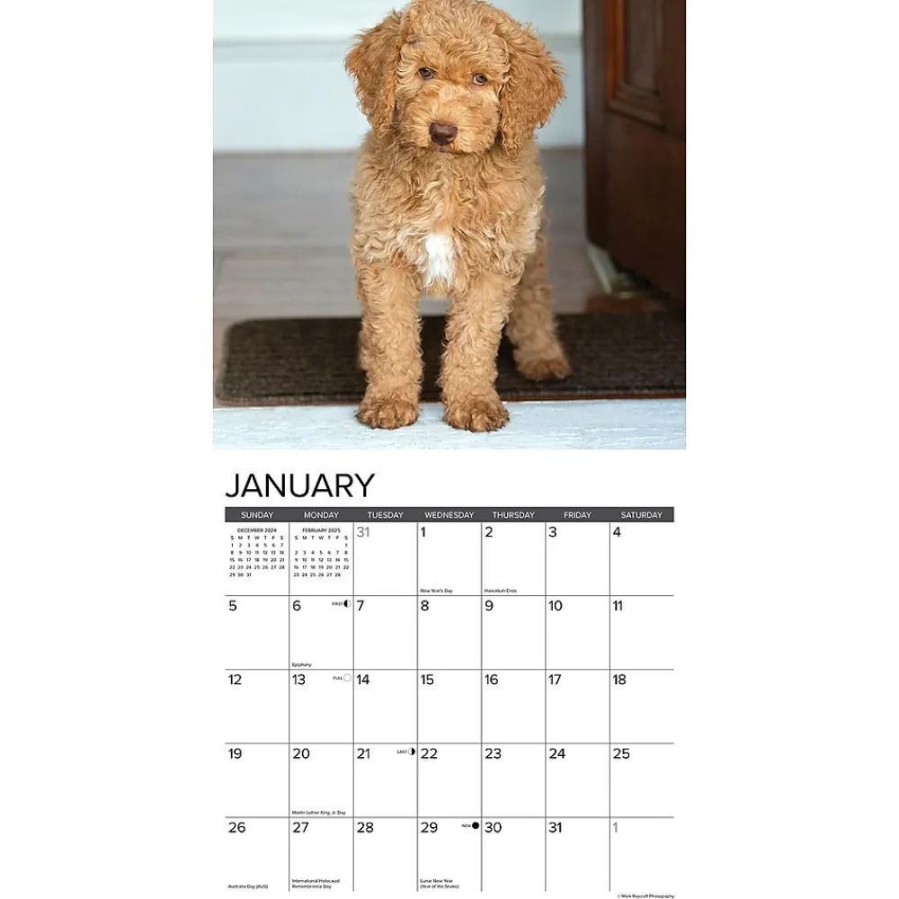 2025 Calendars|Willow Creek 2025 Just Goldendoodles 12" x 12" Monthly Wall Calendar (43127)