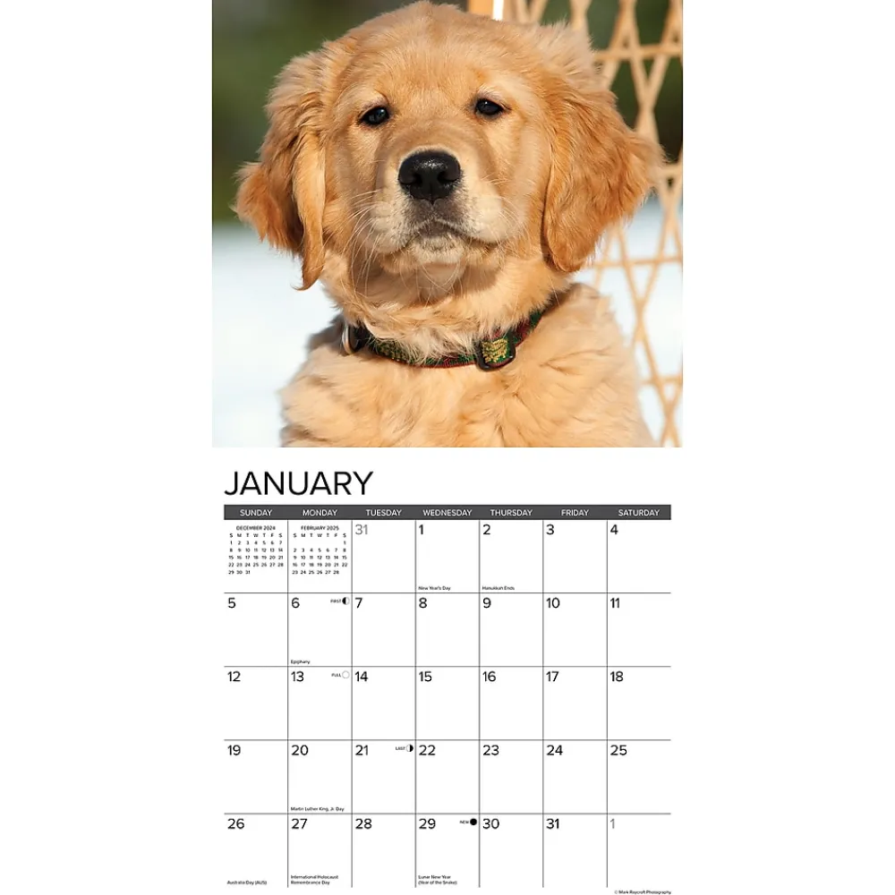 2025 Calendars|Willow Creek 2025 Just Golden Puppies 12" x 12" Monthly Wall Calendar (43097)