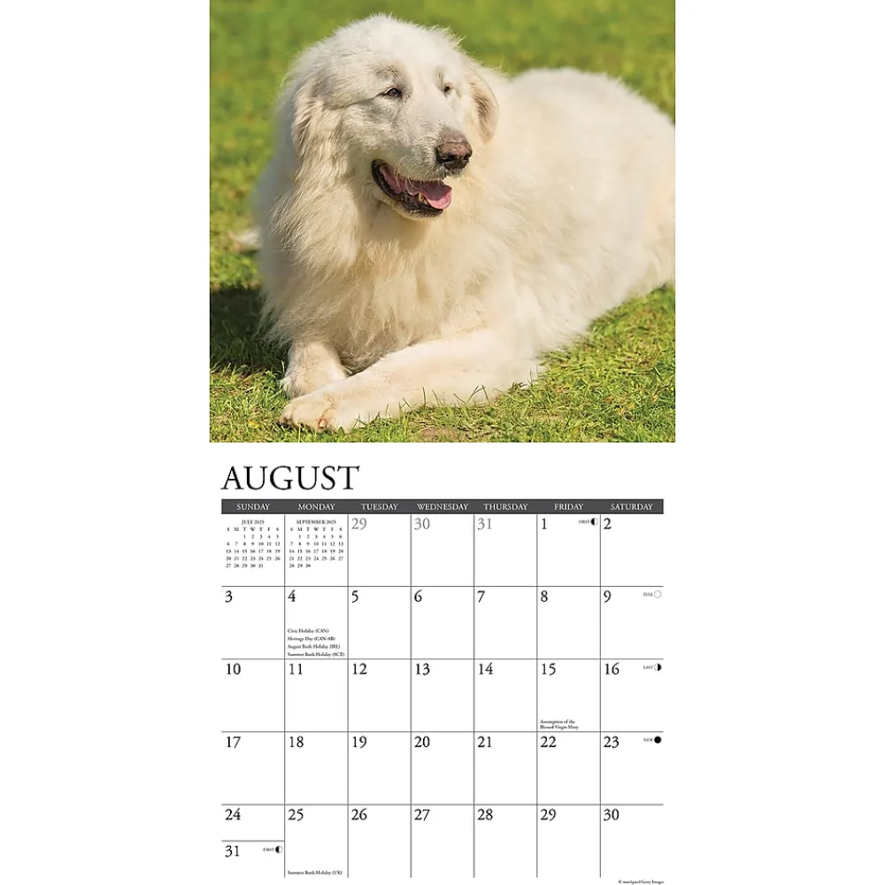 2025 Calendars|Willow Creek 2025 Just Great Pyrenees 12" x 12" Monthly Wall Calendar (43219)