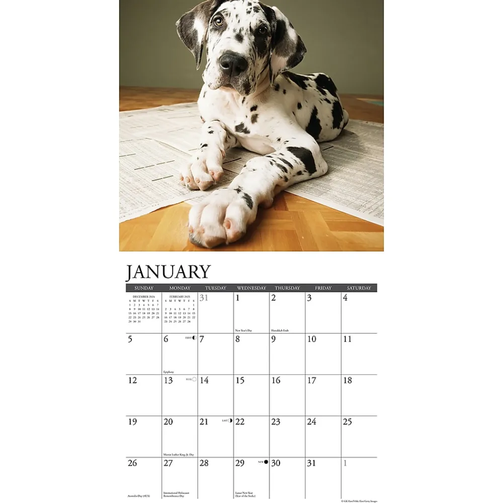 2025 Calendars|Willow Creek 2025 Just Great Dane Puppies 12" x 12" Monthly Wall Calendar (43189)