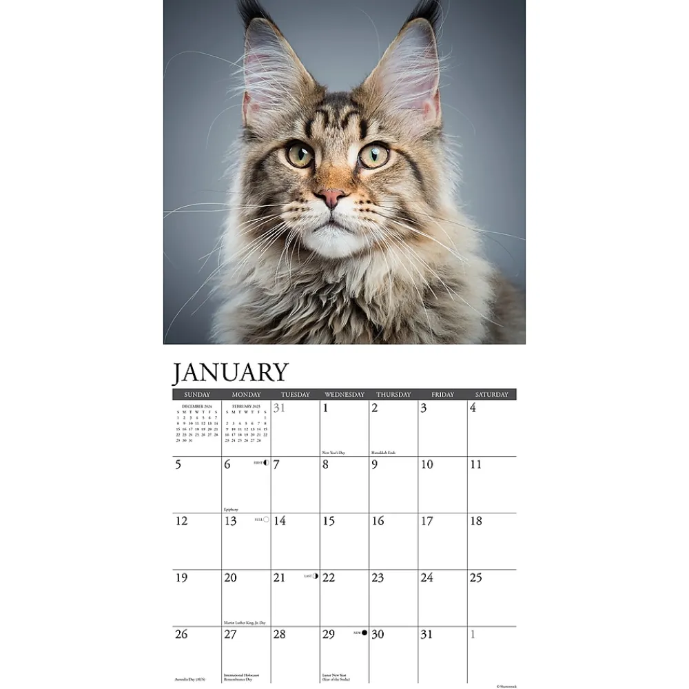 2025 Calendars|Willow Creek 2025 Just Maine Coon Cats 12" x 12" Monthly Wall Calendar (43813)