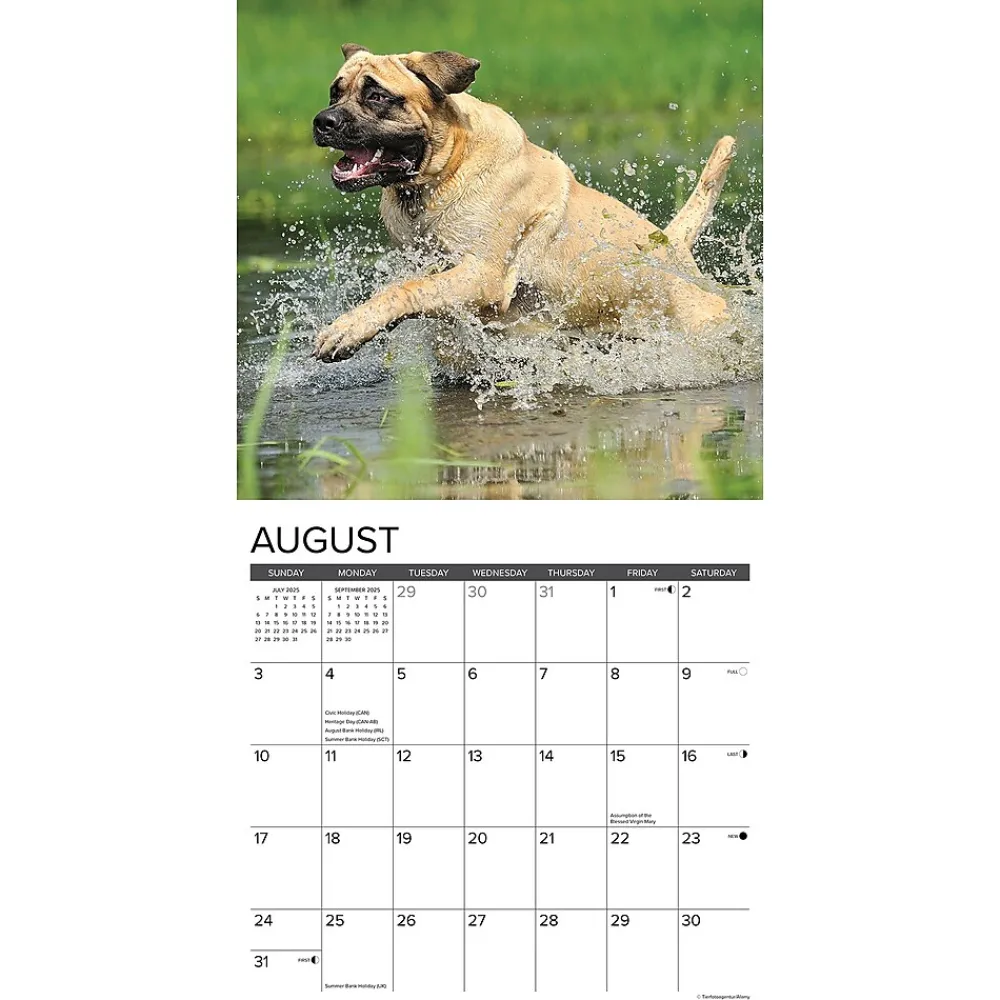 2025 Calendars|Willow Creek 2025 Just Mastiffs 12" x 12" Monthly Wall Calendar (43851)