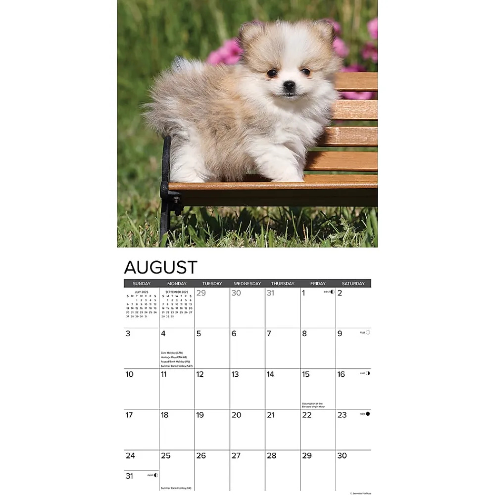 2025 Calendars|Willow Creek 2025 Just Pomeranian Puppies 12" x 12" Monthly Wall Calendar (44490)