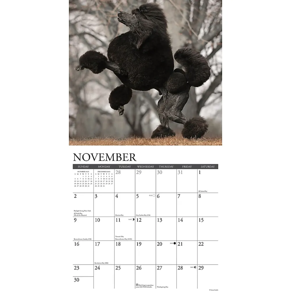 2025 Calendars|Willow Creek 2025 Just Poodles 12" x 12" Monthly Wall Calendar (44520)
