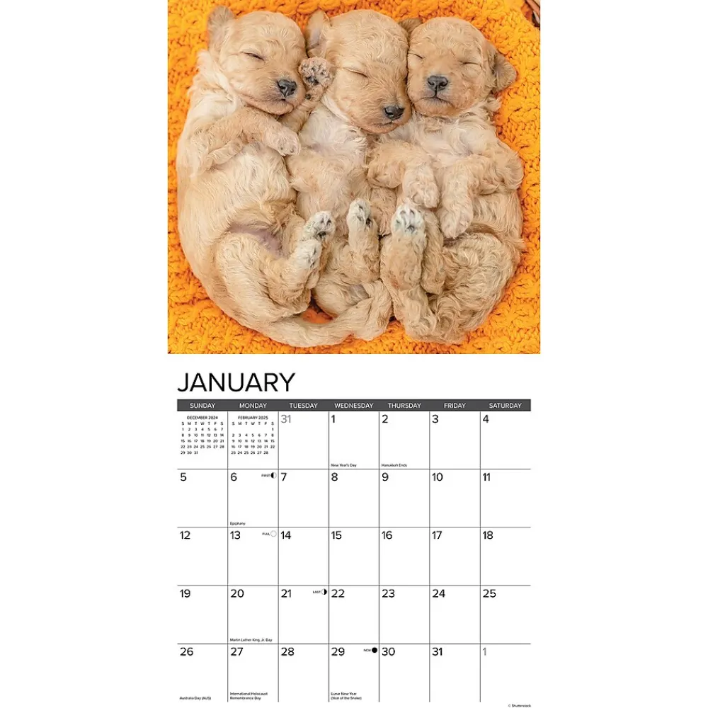 2025 Calendars|Willow Creek 2025 Just Poodle Puppies 12" x 12" Monthly Wall Calendar (44513)